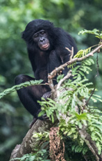 Bonobo, un cousin pas comme les autres