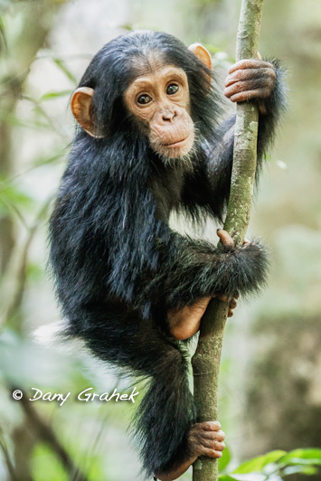 form/uploads/galerie_graek_images/pics/185_5_0_jeune_chimpanze.jpg