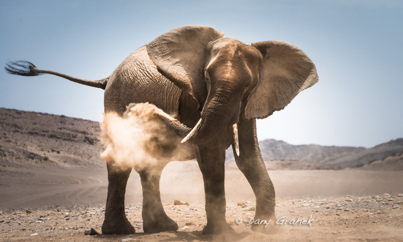 form/uploads/galerie_graek_images/pics/18_2_0_elephant_du_desert__namibie.jpg