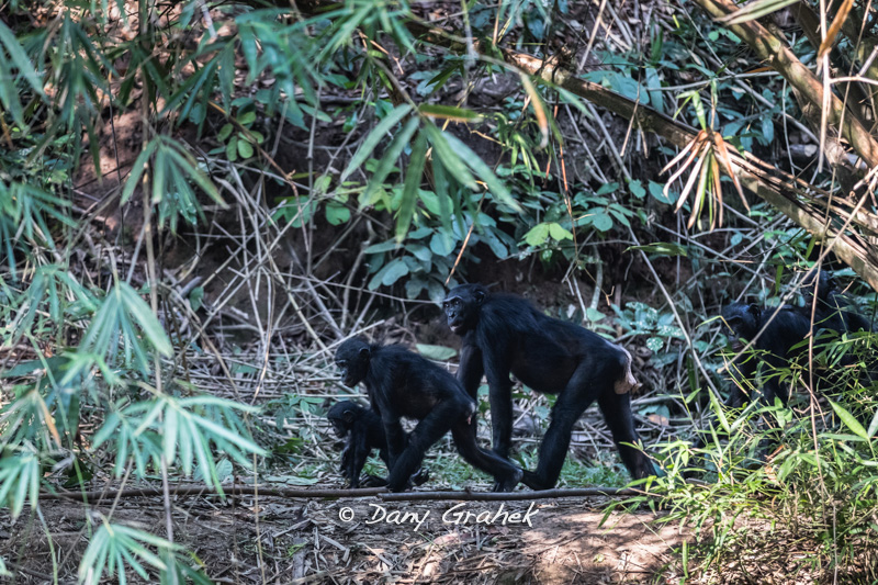 form/uploads/galerie_graek_images/pics/249_14_0_bienvenue_dans_la_forest_des_bonobos.jpg