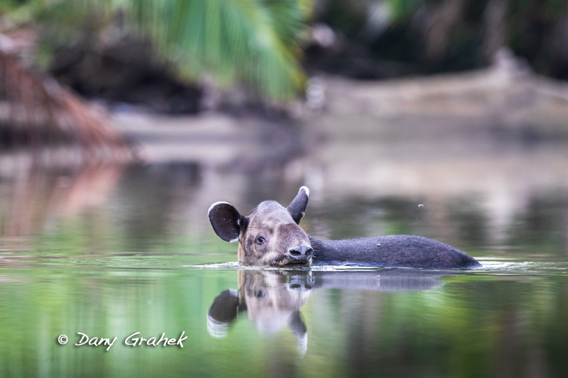 form/uploads/galerie_graek_images/pics/310_8_0_tapir1.jpg