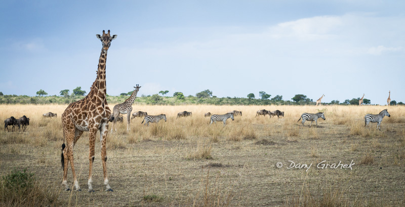form/uploads/galerie_graek_images/pics/44_3_0_girafe_kenya.jpg