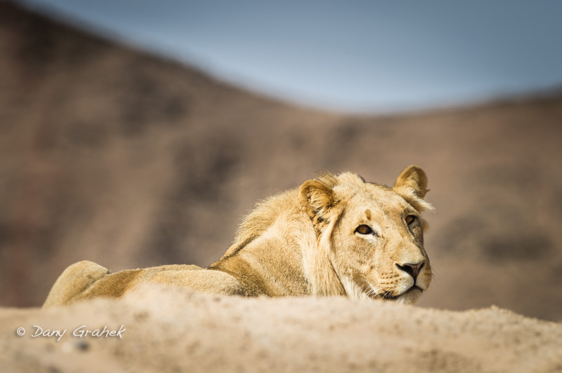 form/uploads/galerie_graek_images/pics/59_4_0_lion_du_desert_namibie.jpg